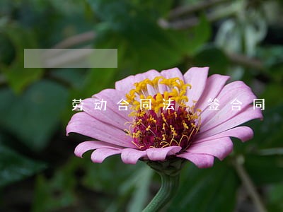 劳动合同法 签合同 劳动合同法 签合同